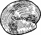 Quahog: