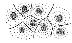 Cell