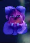 blue flower