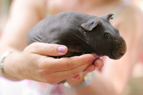 guineapig.jpg