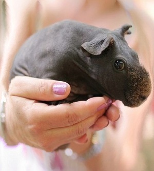 guineapig_300x333grad.jpg