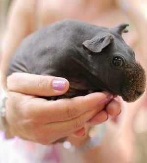 guineapig_300x333sobel.jpg
