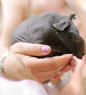 guineapig_300x333sqdog.jpg