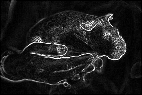 guineapig_sobel_energy.jpg