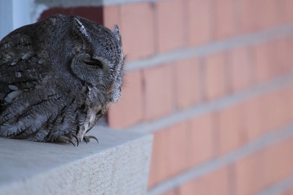 owl.jpg