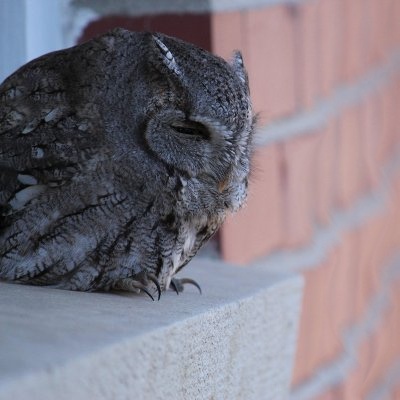owl_400x400dog.jpg