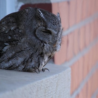owl_400x400grad.jpg