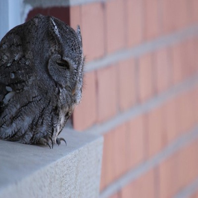 owl_400x400scaled.jpg