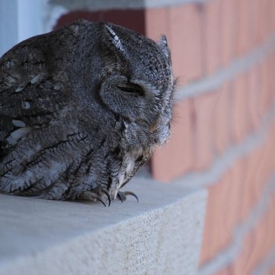owl_400x400sobel.jpg