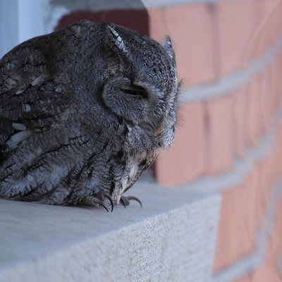 owl_400x400sqdog.jpg
