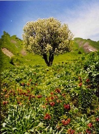 pamir_200x272dog.jpg