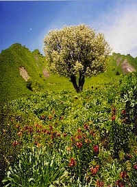 pamir_200x272grad.jpg