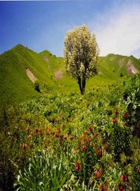 pamir_200x272scaled.jpg