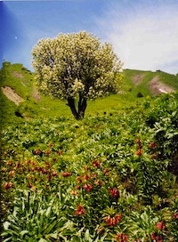 pamir_200x272sqdog.jpg