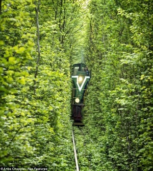 train_300x334dog.jpg