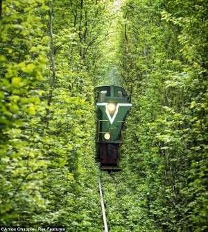 train_300x334sqdog.jpg