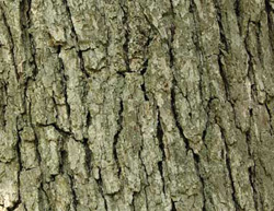 bark.jpg