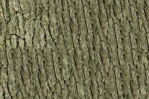 bark_min_cut.png