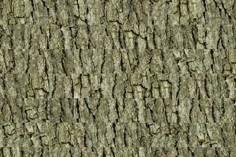 bark_random.png