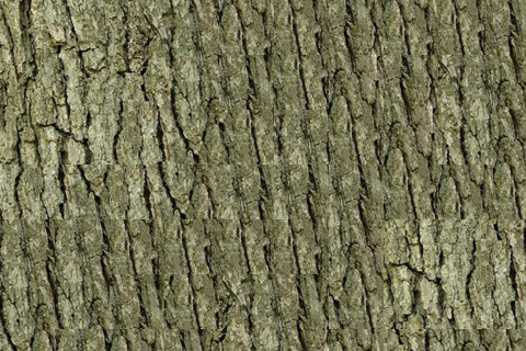 bark_ssd.png