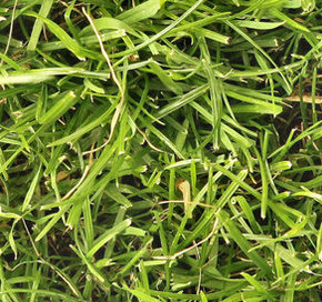 grass.jpg