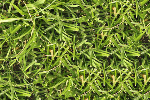 grass_min_cut.png