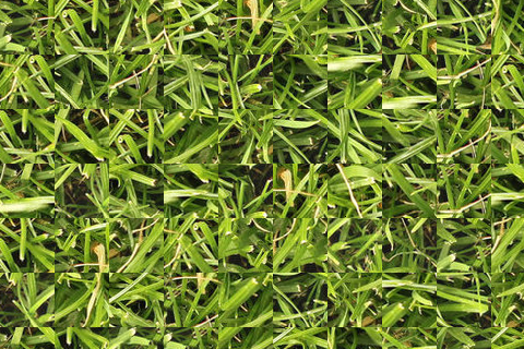 grass_random.png