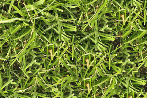grass_ssd.png