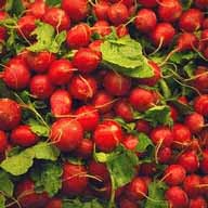 radishes.jpg