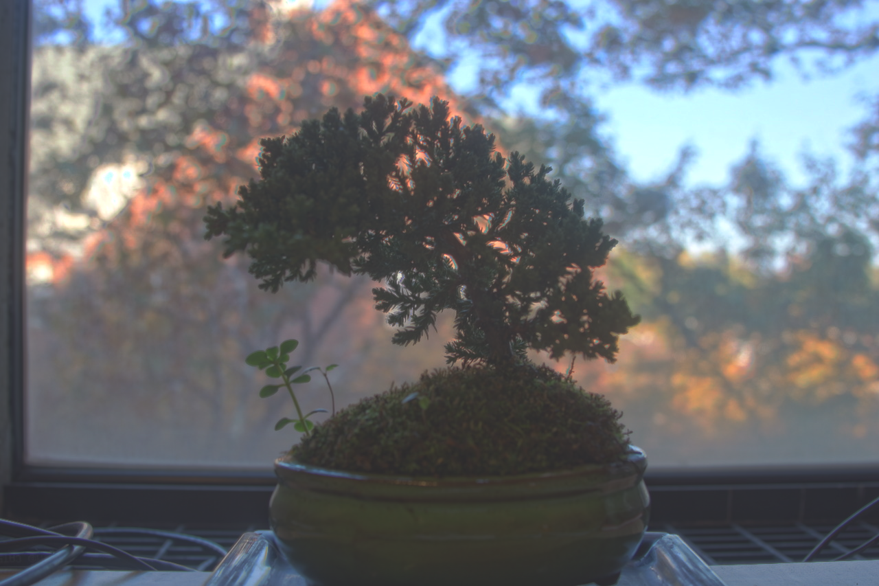 bonsai_durand.png