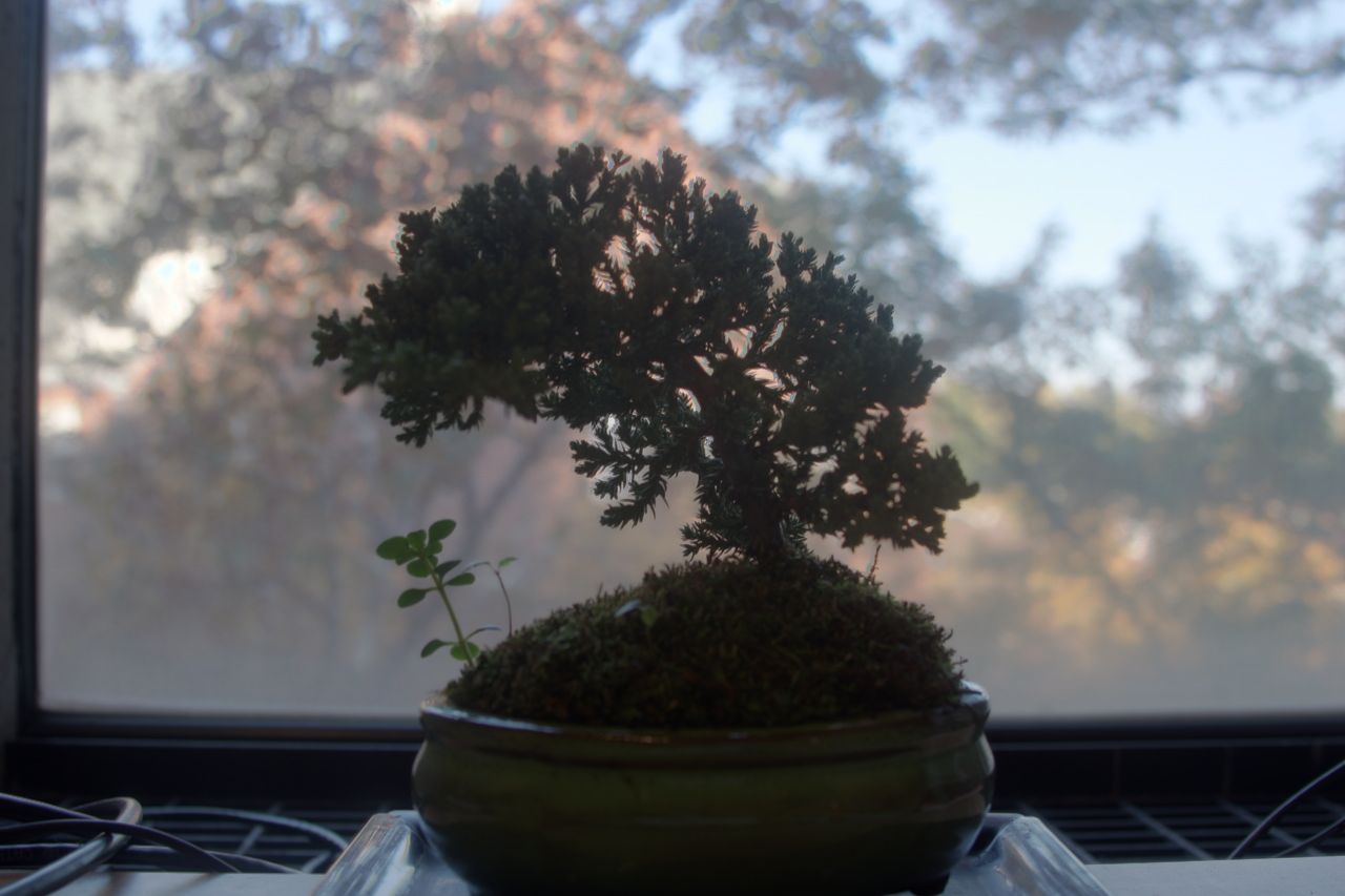 bonsai_global_simple.png