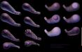 sean_gloob_icons