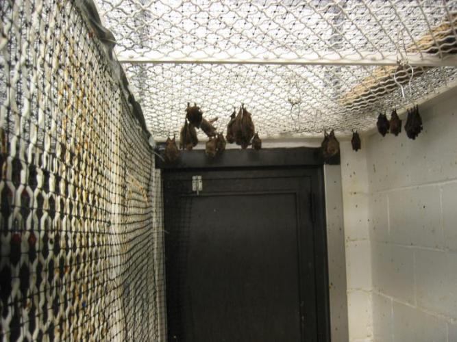 bats_010