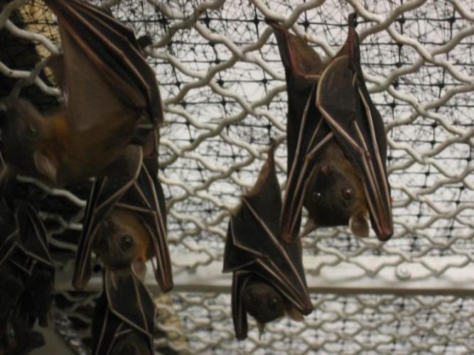 bats_011