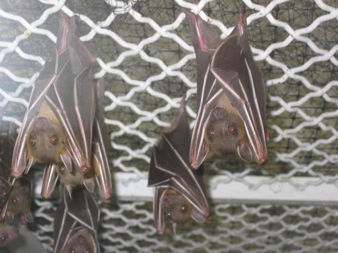 bats_012
