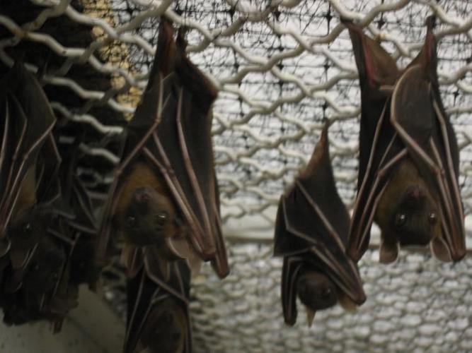 bats_013