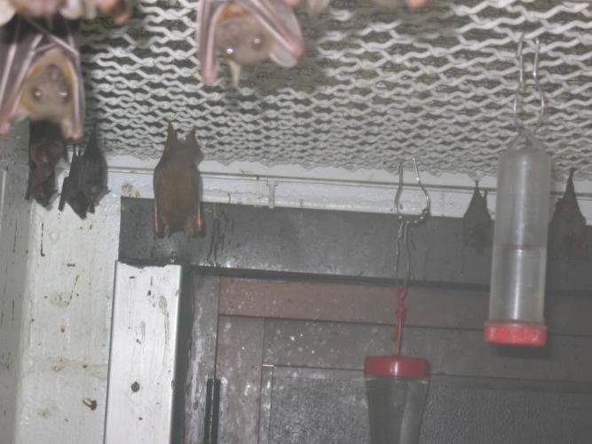 bats_014
