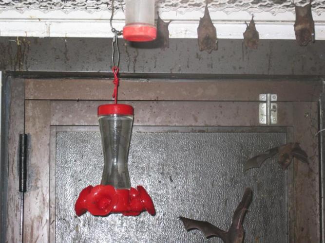 bats_015