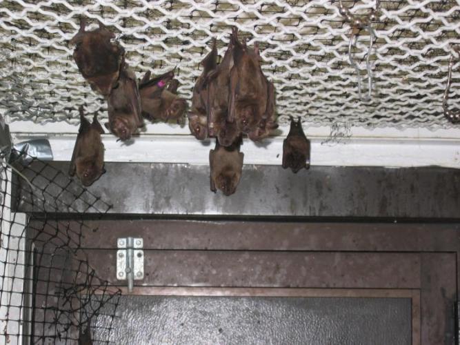bats_016