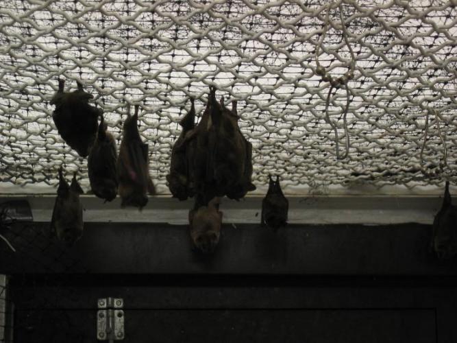 bats_018