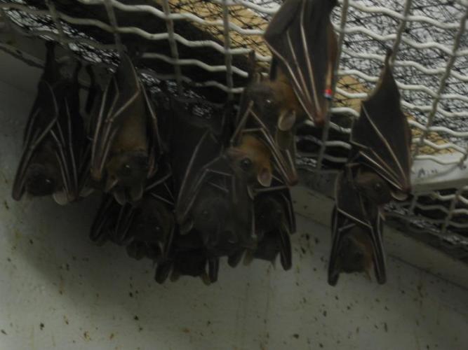 bats_019