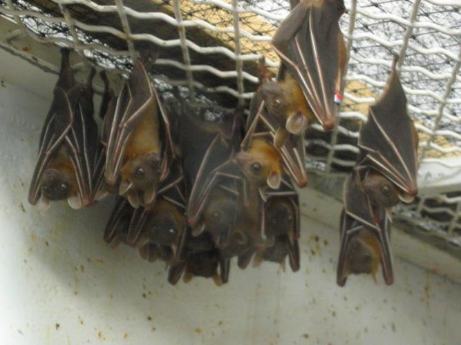 bats_020
