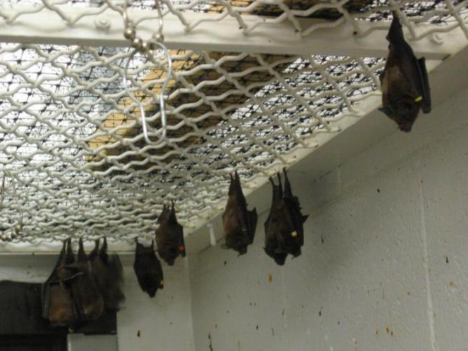 bats_022