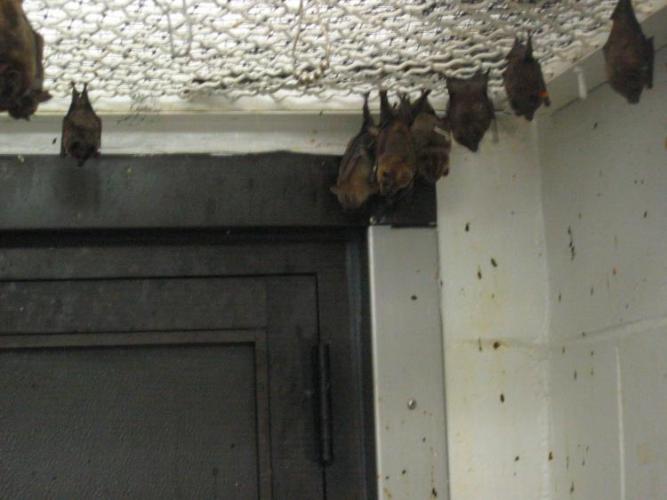 bats_024