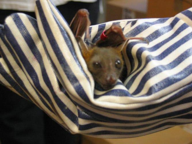 bats_025