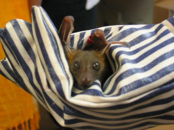bats_026