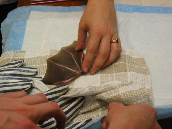bats_027
