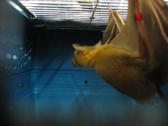 bats_032