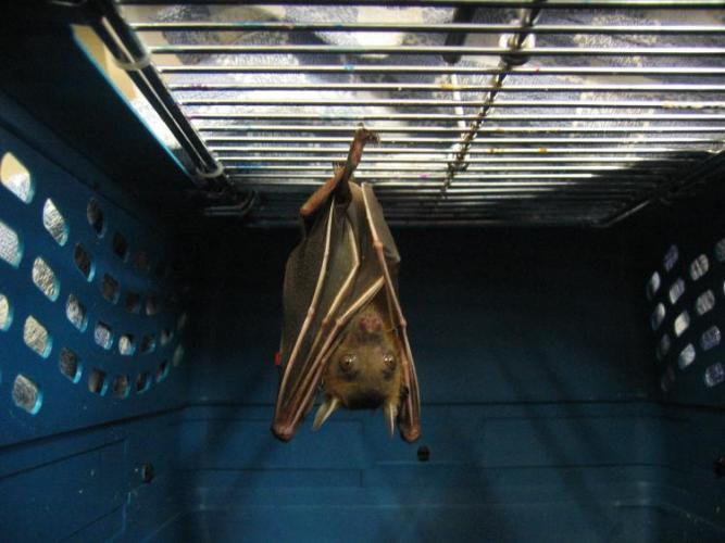 bats_038