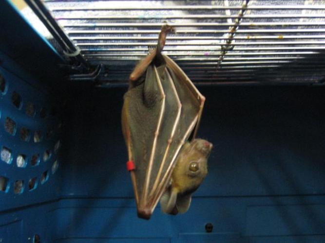 bats_040